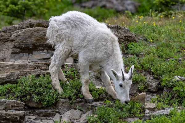 Mountain Goat Kid Grazes Rocky Field Het Hooggebergte Van Glacier — Stockfoto