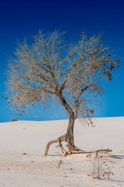 Kuru ağacın kökleri alçıtaşı kum tepelerinde su ararken her yöne doğru patlar.