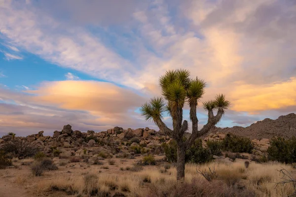 Chuva Quebra Cores Brilhantes Sobre Joshua Tree National Park — Fotografia de Stock