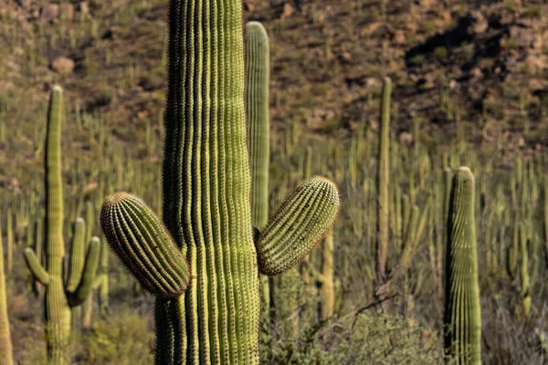 Saguaro Cactus Open Arms Looks Ready Hug Field Other Cacti — Stock Photo, Image