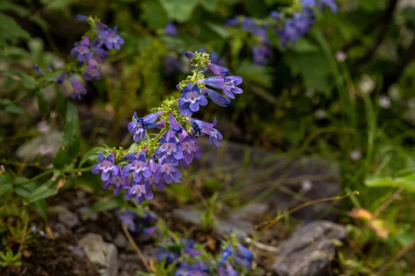 Malé Fialové Květy Alpských Horách Montany Národním Parku Glacier — Stock fotografie