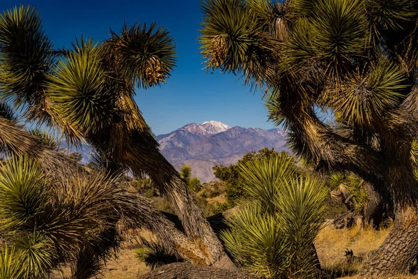 雪に覆われたオニキスのピークは カリフォルニア砂漠のジョシュア木の枝を通って — ストック写真