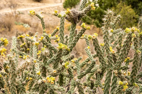 Stick Cholla Φωτεινή Κίτρινη Νέα Ανάπτυξη Στο Εθνικό Πάρκο Big — Φωτογραφία Αρχείου