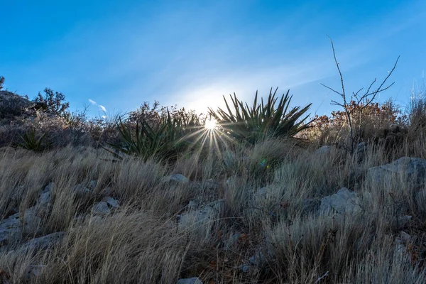 瓜达罗普山国家公园破晓后 阳光穿过尤卡山植物和禾本科植物 — 图库照片