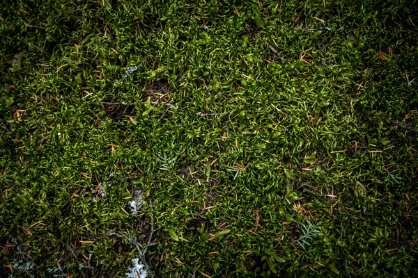 Dikke Mossy Textuur Het Oppervlak Van Yellowstone National Park — Stockfoto