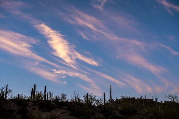 Whispy Clouds Catch Evening Light Cactus Covered Ridge Saguaro National — 스톡 사진