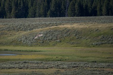 Yellowstone Ulusal Parkı 'ndaki Hayden Vadisi' nin karşısındaki Çıplak Toprak Topraklı Kurt