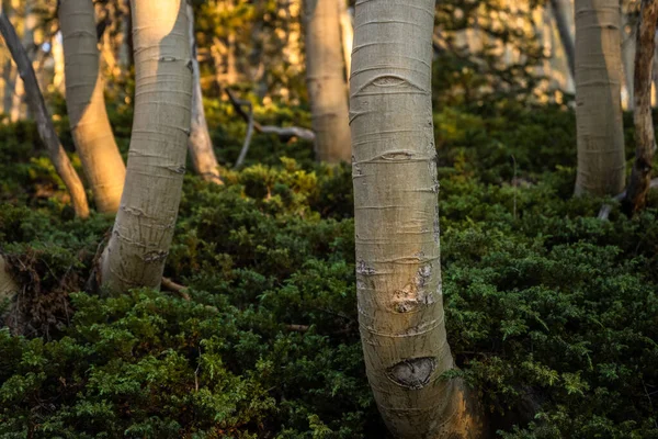 Aspen Csomagtartó Hajlik Fel Erdő Padlón Növények Növekedését Reggeli Fény — Stock Fotó