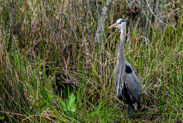 Héron Bleu Dans Les Herbes Hautes Dans Parc National Des — Photo