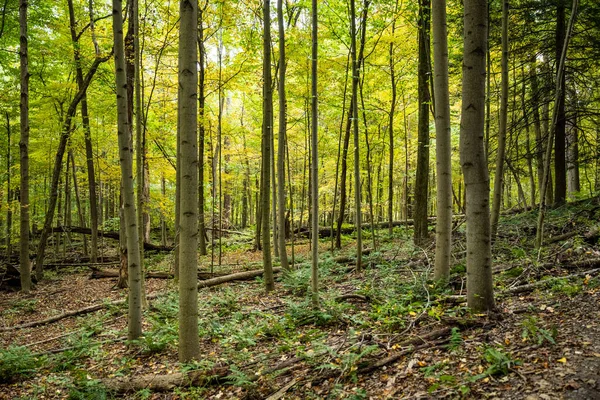 Bright Green Canopy Fills Forest Light Cuyahoga Valley National Park — Stock Photo, Image