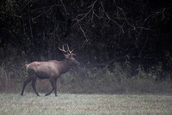 Touro Elk Trots Através Campo Oconaluftee Valley Great Smoky Mountains — Fotografia de Stock