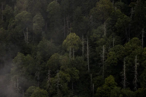 Alberi Morti Piedi Tra Lussureggiante Foresta Great Smoky Mountains National — Foto Stock
