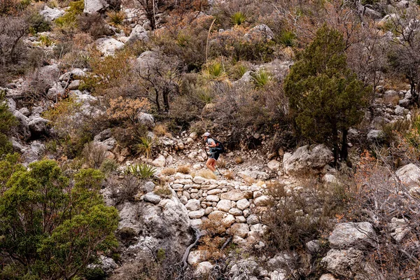Samica Wspinaczki Wspinaczkowej Parku Narodowym Gór Guadalupe — Zdjęcie stockowe