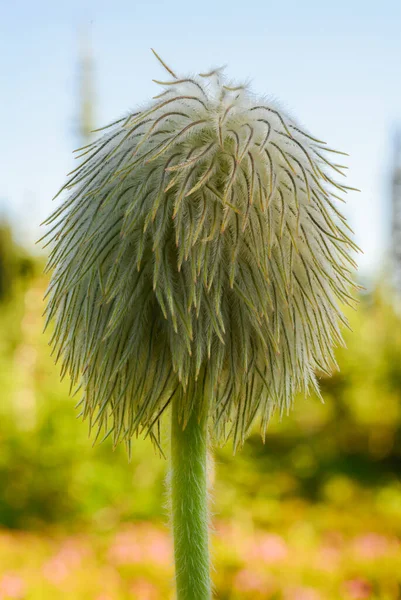Fuzzy Green Wildflower Pacific Northwest Park — Stock Photo, Image