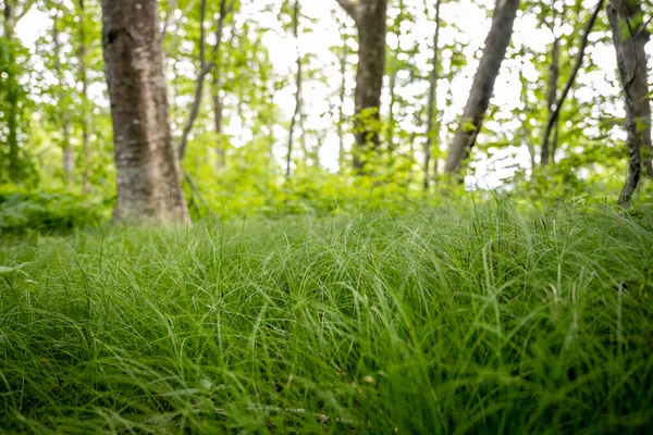 Smokies Ormanındaki Küçük Kel Bölgede Otlak Arazisi — Stok fotoğraf