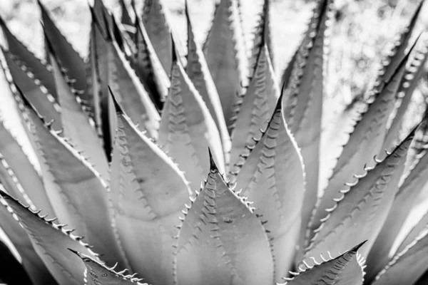 Agave Alto Contraste Preto Branco — Fotografia de Stock