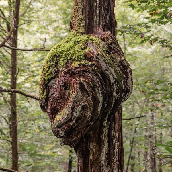 Gran Mossy Burl Árbol Parque Nacional Las Grandes Montañas Ahumadas — Foto de Stock