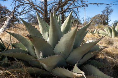 Chisos Dağları 'nın tepesinde büyüyen Çoklu Agave Havardiana Ulusal Parkı
