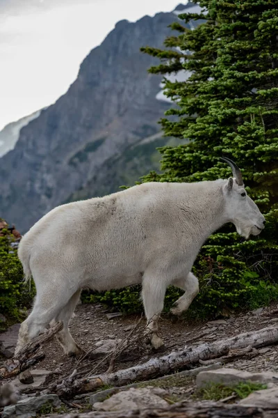 Mountain Goat Wandelingen Langs Cliff Edge Glacier National Park Hoge — Stockfoto