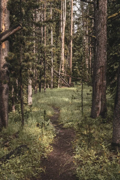 Yellowstone Ulusal Parkı Ndaki Dar Yol Ağaçlar Arasında Kesiliyor — Stok fotoğraf