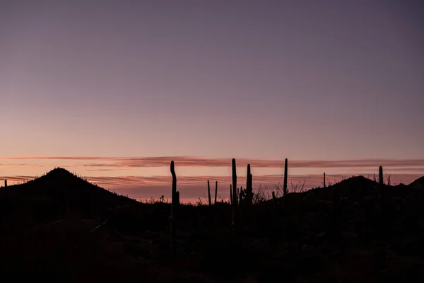 Розовое Небо Над Силуэтами Кактуса Сагуаро Пустыне Соноран — стоковое фото