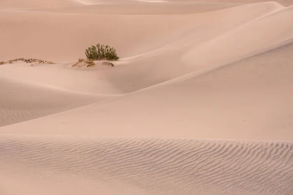 Ripples Small Plants Mesquite Dunes Death Valley National Park — Stock Photo, Image