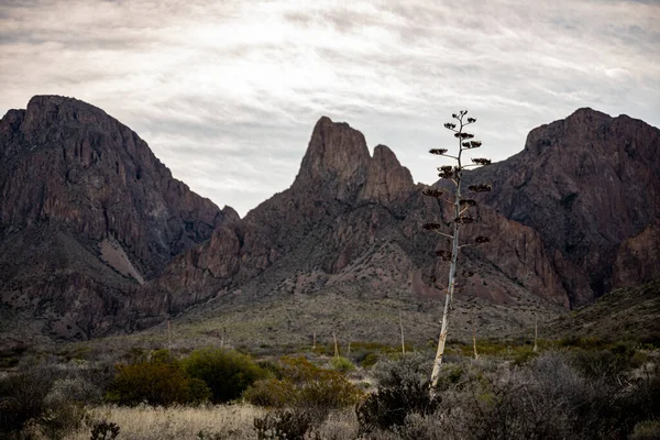 Stalk Yucca Stands Tall Chisos Mountains Distance Quiet Morning Big — Stock Photo, Image