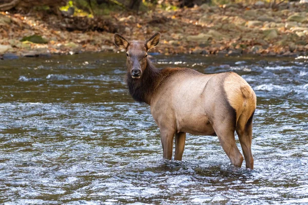 Stern Cow Elk Wading River Kijkt Terug Camera Great Smoky — Stockfoto