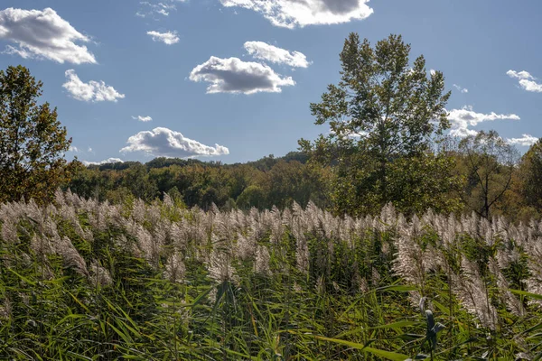 Cuyahoga Vadisi Ulusal Parkı Nda Sunny Day Uzun Çimenler Dolduruldu — Stok fotoğraf