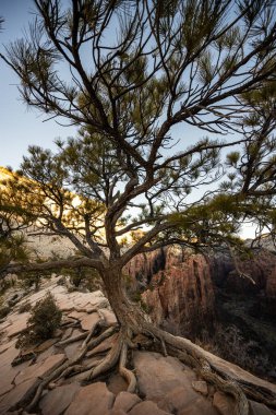 Zion Ulusal Parkı 'ndaki Meleklerin İniş Yolu' ndaki Geniş Açı Ağaç