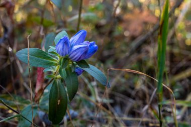 Indiana Kumulları Ulusal Parkı 'nda Mavi Çiçekler Sonbaharın Başında filizleniyor