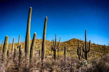 Arizona 'daki Sonoran Çölü' ndeki Saguaro Cacti üzerinde Mavi Gökyüzü