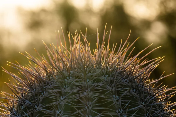 Backlit Spiderwebs Connect Saguaro Spines Sunset Sonoran Desert — Stock Photo, Image
