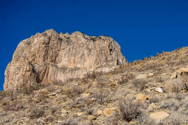 Barbury Sheep Herd Capitan Guadalupe Mountains National Park — стокове фото