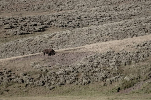 Bison Inspecciona Wallow Hill Side Parque Nacional Yellowstone —  Fotos de Stock