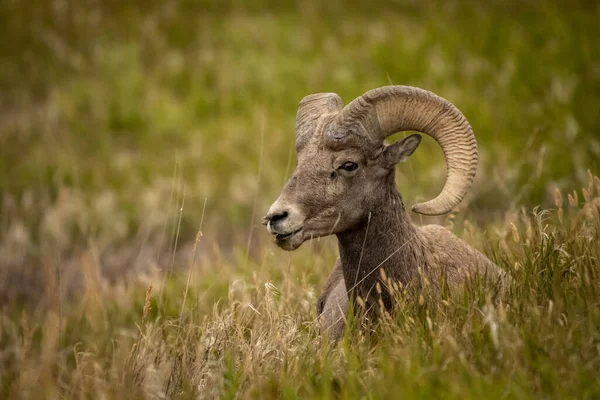 Große Horn Schafe Ruhen Auf Feld Badlands Nationalpark — Stockfoto