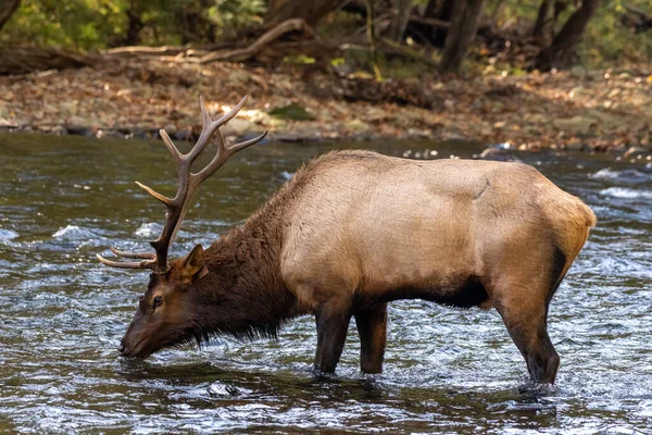 Bull Elk Stannar För Drink Floden — Stockfoto