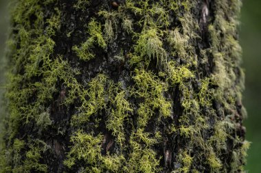 Yellowstone Ormanındaki Ağaç Kabuğunda Yosun Yaklaş