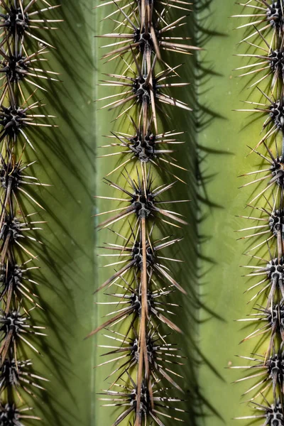 Saguaro Ulusal Parkı Ndaki Saguaroi Kaktüslerine Dikenlerin Kapanışı — Stok fotoğraf