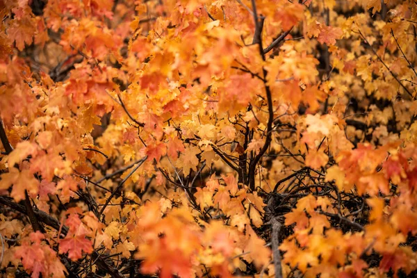 Colores Otoño Cañón Zion Que Persisten Primavera Temprana Árboles Del —  Fotos de Stock