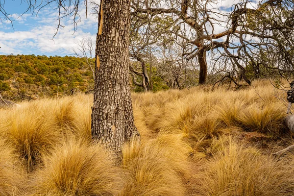 Corteza Gris Árboles Pops Yellow Fluffy Grass Parque Nacional Big — Foto de Stock