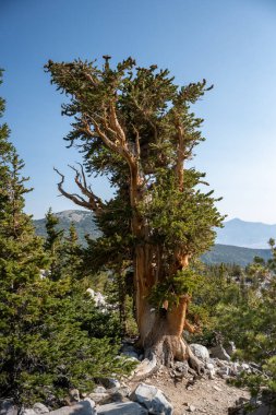 Büyük Havza Ulusal Parkı 'ndaki Koruluktaki Lanky Bristlecone Ağacı
