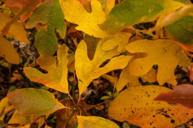 Sonbaharda Kuzey Carolina dağlarında Çok Renkli Yapraklar