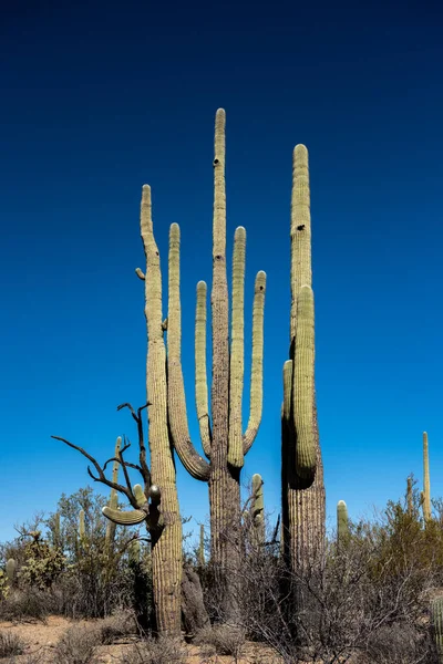 Mature Saguaro Cacti Make Homes Birds Desert — Stock Photo, Image
