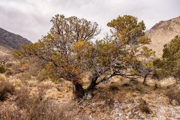 Palo Duro Drzewo Rośnie Skalistej Glebie Parku Narodowego Gór Guadalupe — Zdjęcie stockowe
