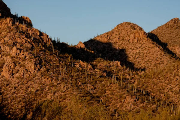 Rocas Diseminadas Entre Cactus Saguaro Desierto Sonora — Foto de Stock