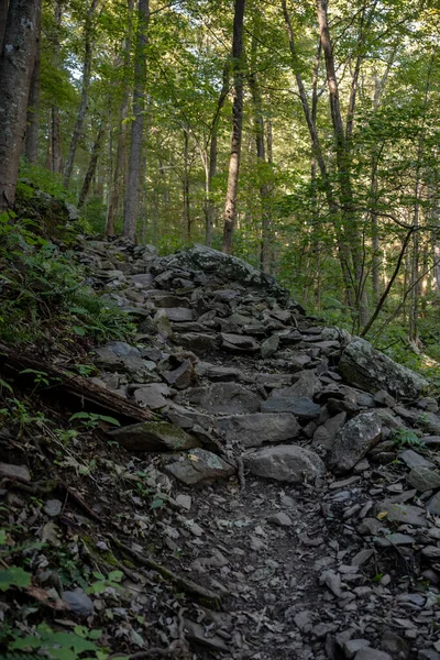 Rocky Trail Heads Uphill Dikke Bos Shenandoah Nationaal Park — Stockfoto