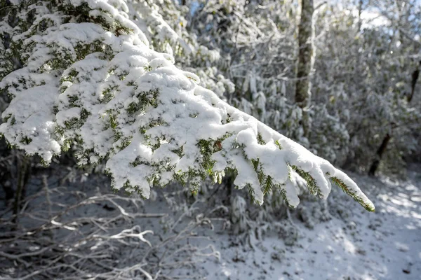 Cubiertas Nieve Pine Bough Colgando Sobre Escena Del Bosque Invernal —  Fotos de Stock