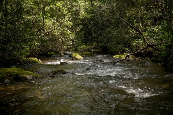 Spring Creek Pędzi Gęstego Lasu Parku Narodowym Great Smoky Mountains — Zdjęcie stockowe