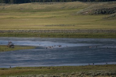 Hayden Vadisi 'ndeki Yellowstone Nehri' nde Kurt Dalgaları